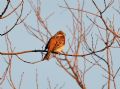 Emberiza leucocephalos